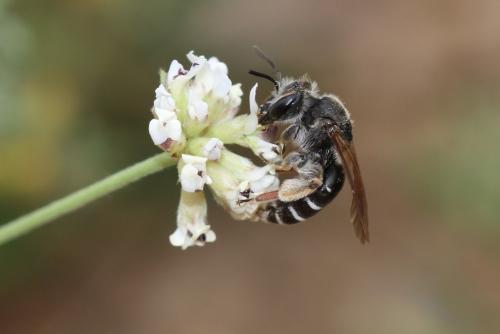 Andrena sp.