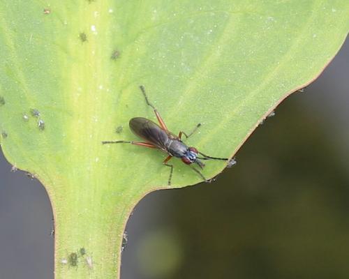 Réf. 304 250 : Sepedon sp.