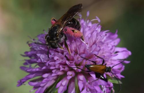 Andrena hattorfiana