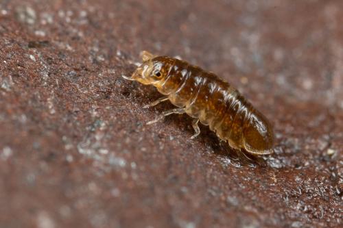 Jaera sp.