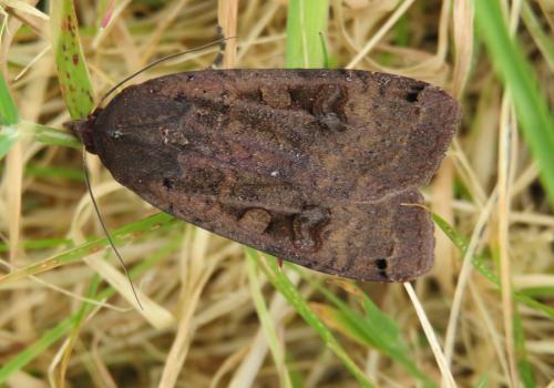 Noctua pronuba