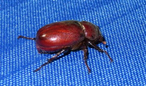 Schizonychini