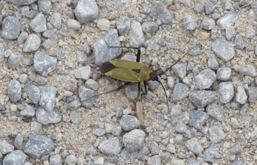 Réf. 304 920 : Calocoris nemoralis
