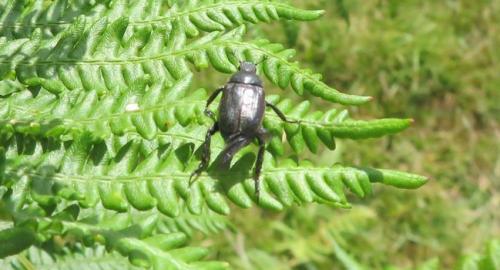 Hoplia philanthus