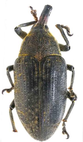 Réf. 304 850 : Larinus latus