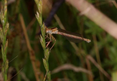 Platycnemis pennipes