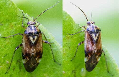 Réf. 304 587 : Lygus sp.