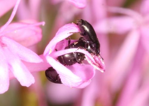 Meligethinae