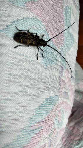 Réf. 304 321 : Monochamus sutor