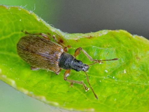 Réf. 304 326 : Phyllobius oblongus