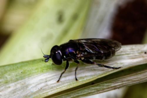 Réf. 304 219 : Eumerus sp.