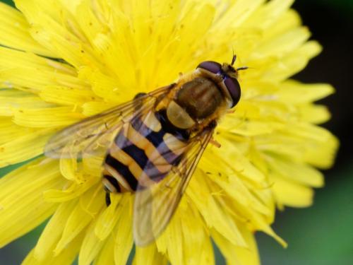 Réf. 304 400 : Syrphus sp.