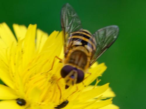 Syrphus sp.