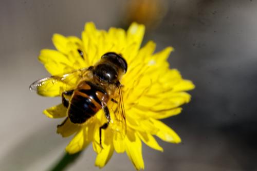 Eristalis tenax