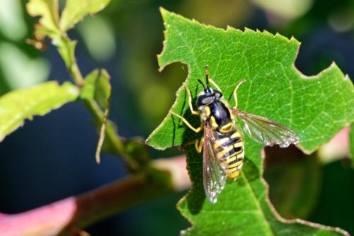 Chrysotoxum sp.