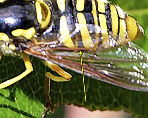 Chrysotoxum sp.