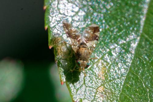 Réf. 304 034 : Tephritis formosa