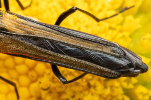 Oedemera pthysica