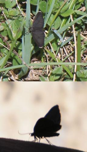Odezia atrata