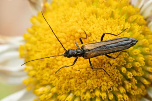 Réf. 304 315 : Oedemera pthysica