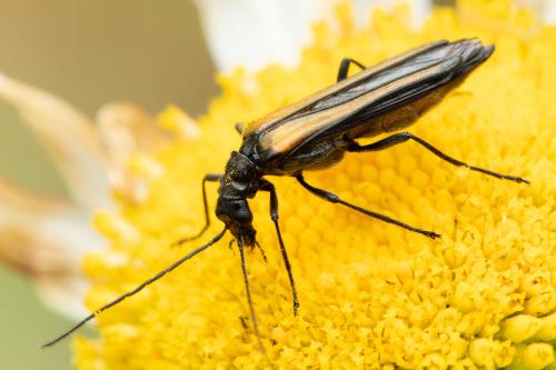 Réf. 304 316 : Oedemera pthysica
