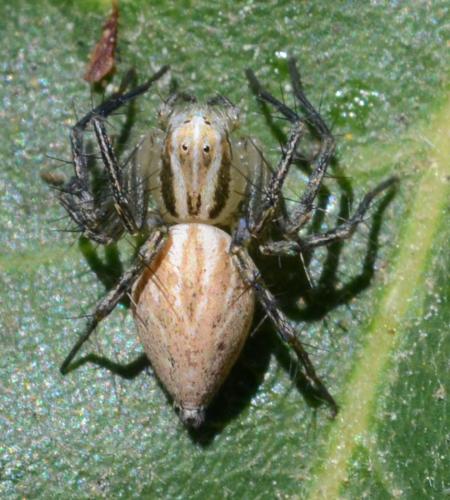 Réf. 304 134 : Oxyopes sp.