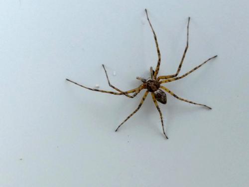 Philodromus sp.