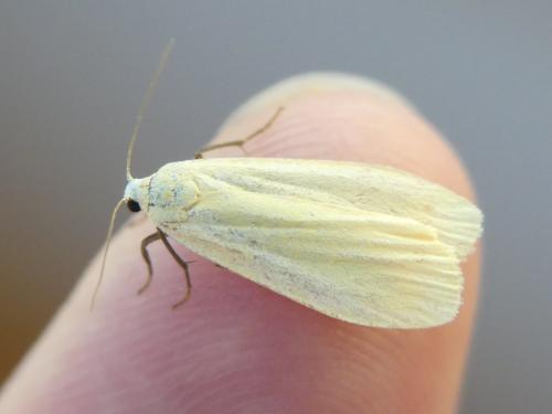 Réf. 304 030 : Eilema sororcula