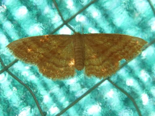 Réf. 304 032 : Idaea ochrata