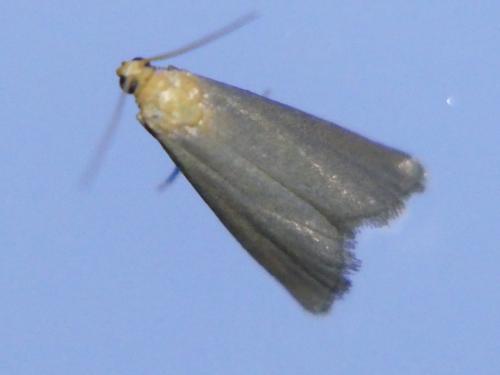 Réf. 304 130 : Eurhodope cirrigerella