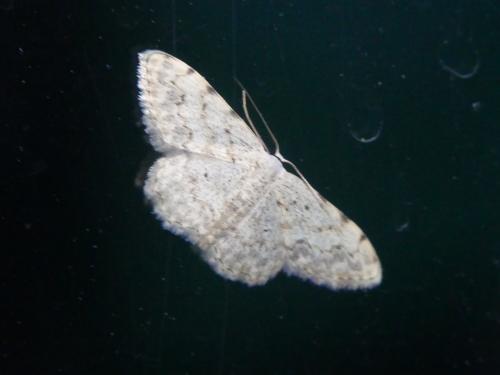 Scopula submutata