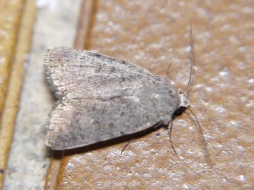 Caradrina sp.