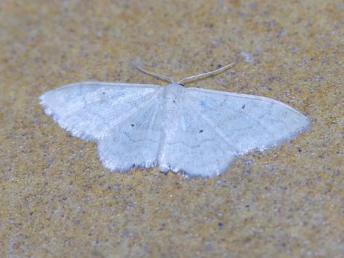 Réf. 304 129 : Idaea sp.