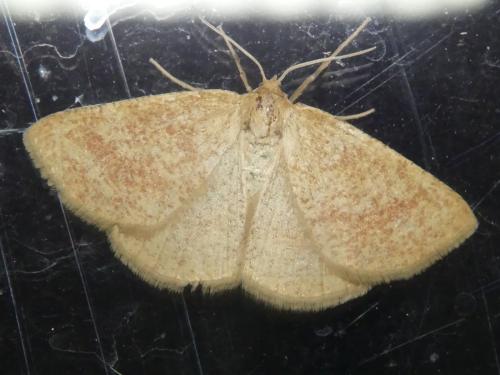 Réf. 304 482 : Aplasta ononaria