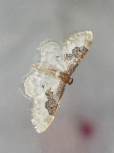 Réf. 304 982 : Idaea rusticata