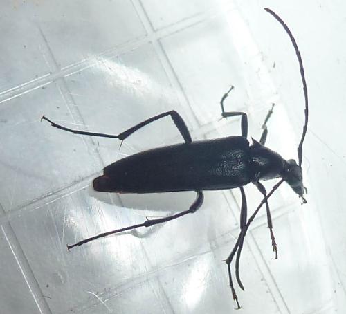 Rutpela nigra