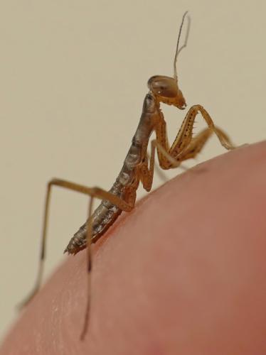 Mantis religiosa