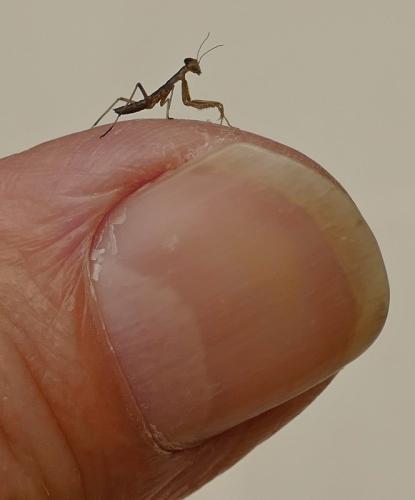 Mantis religiosa