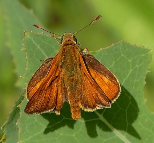 Ochlodes sylvanus