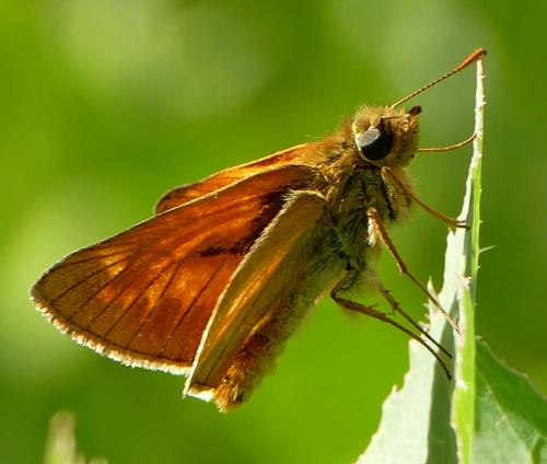 Ochlodes sylvanus