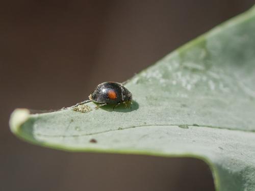 Réf. 304 530 : Scymnus sp.