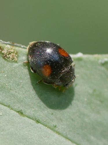 Réf. 304 529 : Scymnus sp.
