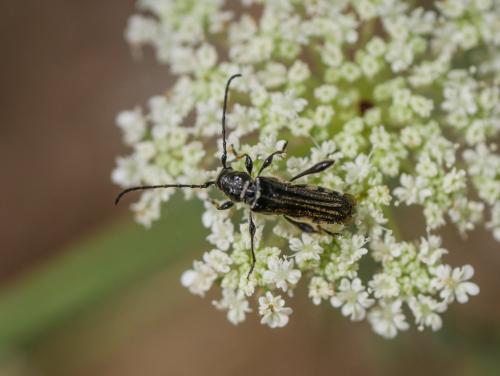 Réf. 304 602 : Stenopterus ater