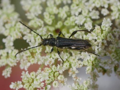 Réf. 304 603 : Stenopterus ater