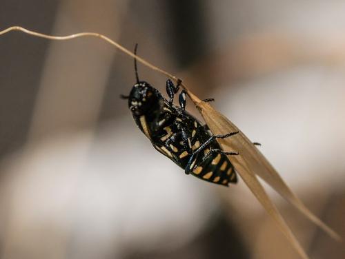 Réf. 304 601 : Buprestis octoguttata