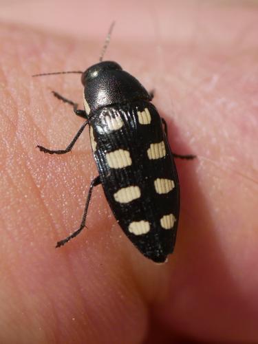Réf. 304 600 : Buprestis octoguttata