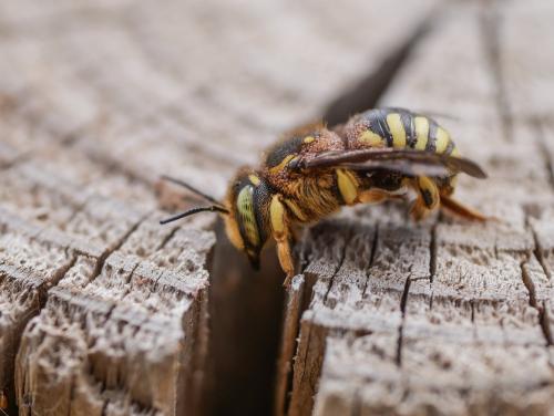 Réf. 304 597 : Anthidium sp.