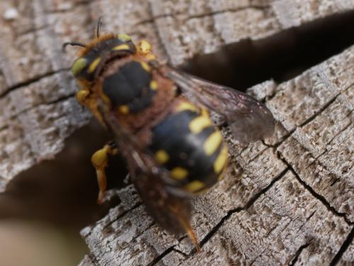 Réf. 304 598 : Anthidium sp.