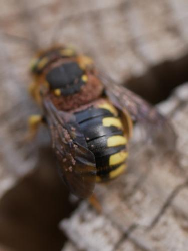 Réf. 304 599 : Anthidium sp.