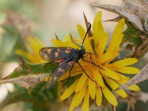 Réf. 304 681 : Zygaena sp.